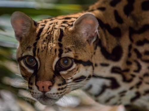 MAMMALS  & WILDLIFE [MAMÍFEROS] ECUADORMAMMALS  & WILDLIFE [MAMÍFEROS] ECUADOR: Ocelot