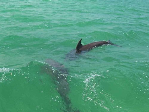 5 - 6 DAY GALAPAGOS NATIONAL PARK ADVENTURE TOURS COSTS [2026]: Bottle Nose Dolphin Galapagos National Park