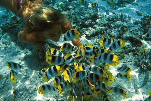 5 - 6 DAY GALAPAGOS NATIONAL PARK ADVENTURE TOURS COSTS [2026]: submerge a little and enjoy the colorful tropical fishes.