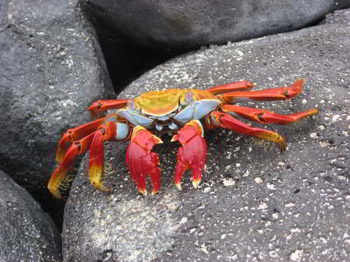 5 - 6 DAY GALAPAGOS NATIONAL PARK ADVENTURE TOURS COSTS [2026]: Red Rock Crab Galapagos Islands
