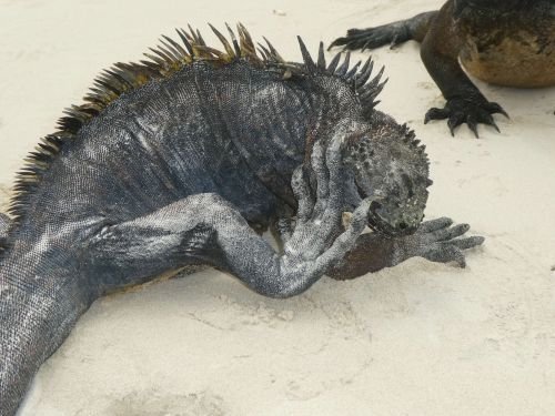 5 - 6 DAY GALAPAGOS NATIONAL PARK ADVENTURE TOURS COSTS [2026]: Sea Iguana Galapagos National Park