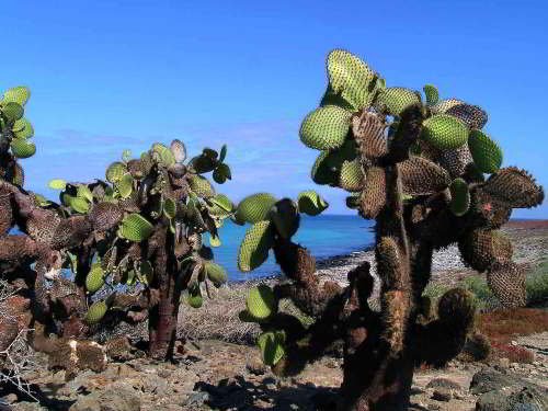 5 - 6 DAY GALAPAGOS NATIONAL PARK ADVENTURE TOURS COSTS [2026]: Cactus prickley pear forest vegetation at Galapagos National Park