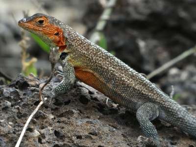 5 - 6 DAY GALAPAGOS NATIONAL PARK ADVENTURE TOURS COSTS [2026]: Galapagos Lava Lizard at Galapagos National Park