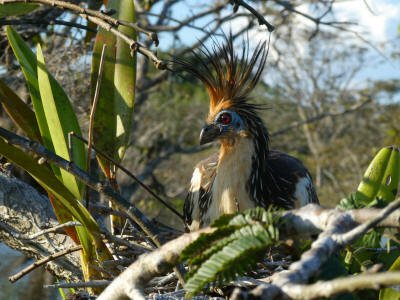 CUYABENO NATIONAL PARK:  Hoatzins are primitive birds that frequent the Cuyabeno Lake swamps.