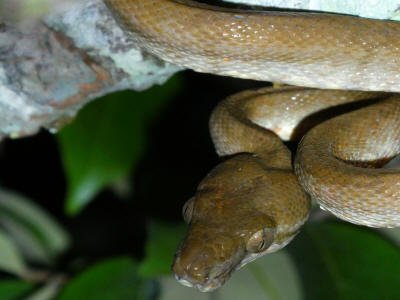 CUYABENO NATIONAL PARK: A tree boa at Lagartocoche.
